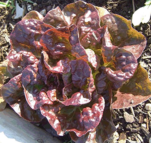 Heirloom Marvel of Four Seasons Lettuce Seed Heirloom Marvel of Four Seasons Lettuce Seed