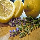 LAVENDER LEMON FRAGRANCE OIL - 2 OZ - FOR CANDLE & SOAP MAKING BY VIRGINIA CANDLE SUPPLY - FREE S&H IN USA