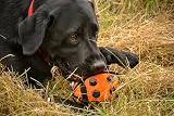 Petface Seriously Strong Nobbly Ball Dog Toy view 3