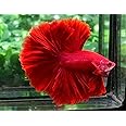 D&A Tropical Live Fish-1 Male Halfmoon Betta Live Fish- Live Betta Fish for Pond, Fish Tank or Aquarium, Live Fish Freshwater (Red)