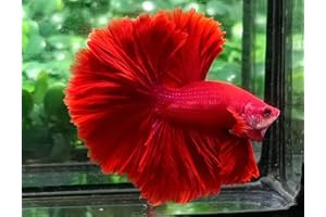 D&A TROPICAL FISH LLC D&A Tropical Live Fish-1 Male Halfmoon Betta Live Fish- Live Betta Fish for Pond, Fish Tank or Aquarium, Live Fish Freshwater (Red)