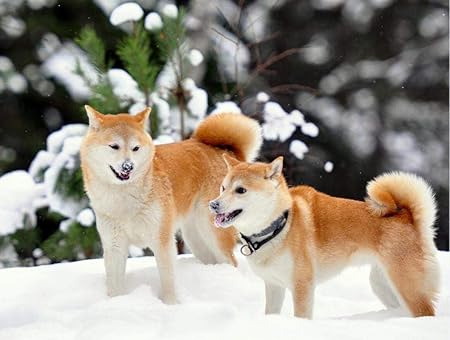akita shiba