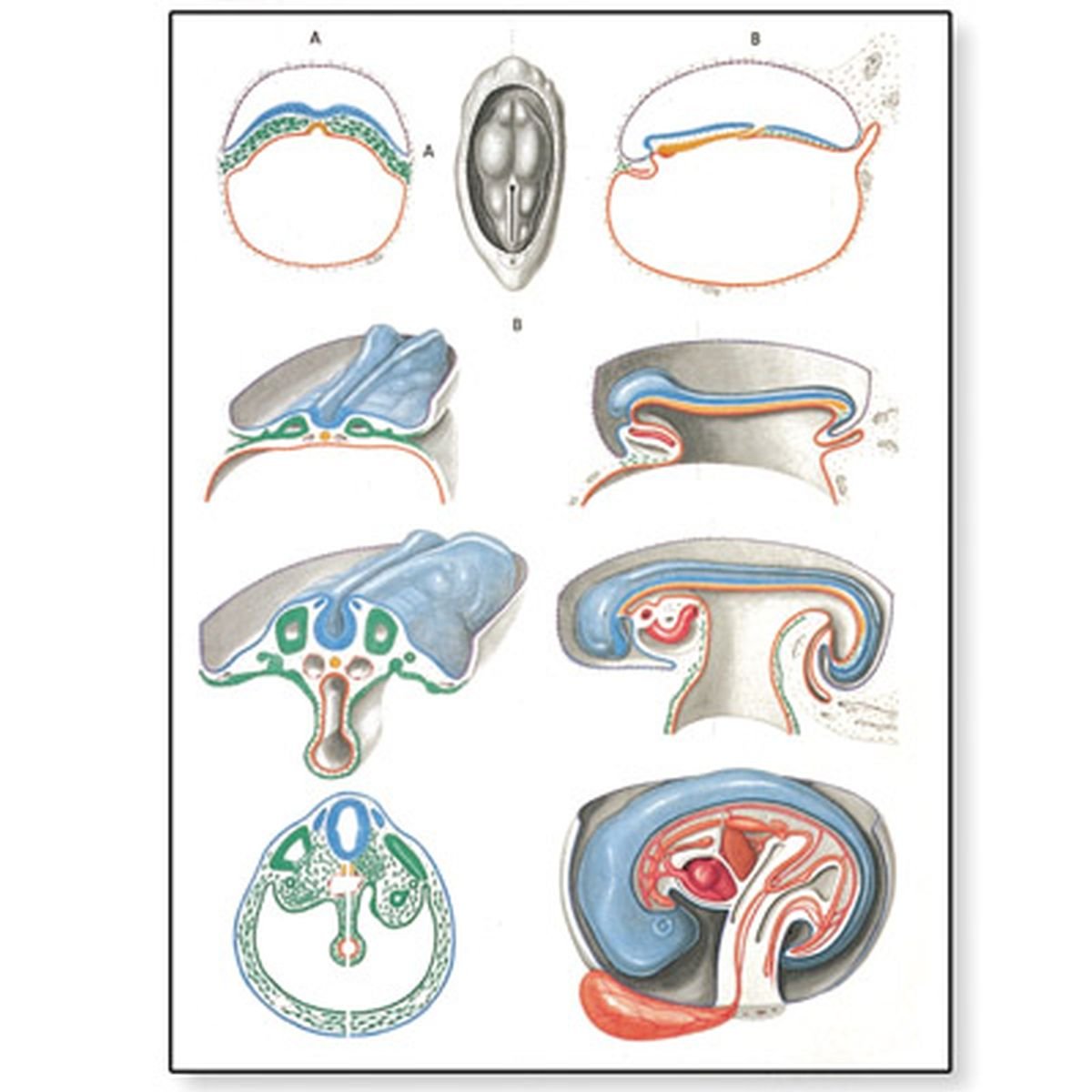3B Scientific Human Anatomy - Embryology II Chart