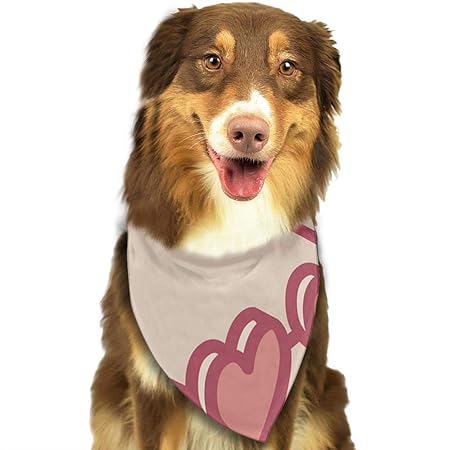 perros con lentes de sol