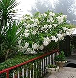 #1076*GIANT FLOWERS WHITE ANGEL TRUMPETS*25 seeds*rare