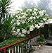 #1076*GIANT FLOWERS WHITE ANGEL TRUMPETS*25 seeds*rare