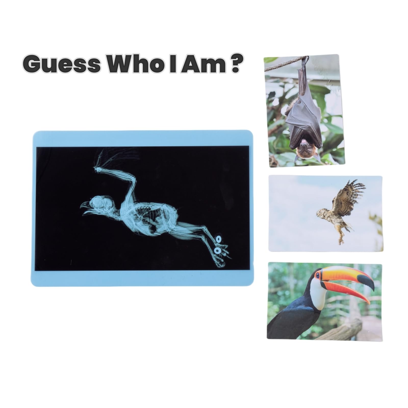 20 Pcs Animal Xrays and Picture Cards - Guess Who I Am ? - Educational Science Kit for Kids, Explore The Fascinating World of Animal Skeletons