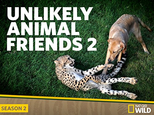 Unlikely Animal Friends Season 2