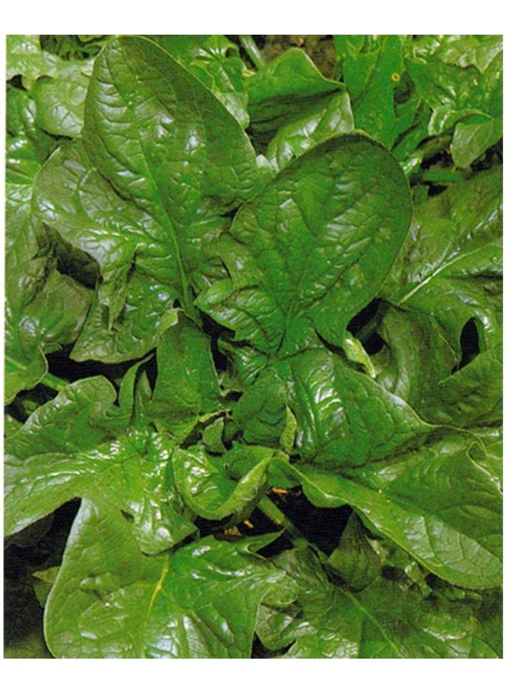 PREMIER SEEDS DIRECT - Spinach Seeds - Giant Winter - 14 GRAM - Approx 980 Seeds