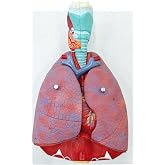 JNMFTD Human Respiratory System Model,1:1 Life Size Human Larynx Heart Lungs Anatomy Model 7-Parts Removable Organs with Product Manual Card PVC Labeled Number for Medical Study Display Educational