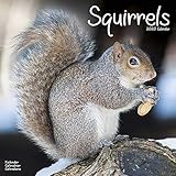 Squirrel Calendar - Cute Animal Calendar - Calendars 2019 - 2020 Wall Calendars - Animal Calendar - by
