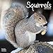 Squirrel Calendar - Cute Animal Calendar - Calendars 2019 - 2020 Wall Calendars - Animal Calendar - by