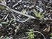 Joseph Bentley Traditional Garden Tools Stainless Steel Daisy Grubber