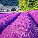 100Pcs/Pack Lavender Herb Seeds Home Balcony Garden Aromatic Plants Flower Seeds