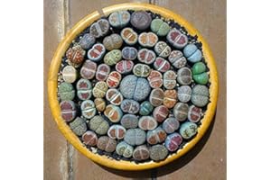 200 Mixed Succulents seeds- Lithops Seeds , Raw Stone Cactus Seeds Stems Potted Flowers