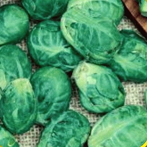 Everwilde Farms - 500 Long Island Improved Brussels Sprouts Seeds - Gold Vault Jumbo Seed Packet