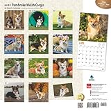Image de Welsh Corgis, Pembroke 2016 Square 12x12 (Multilingual Edition)
