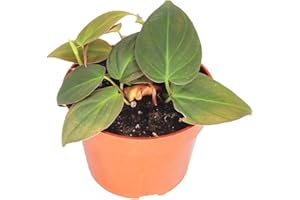 Philodendron Micans 4" from California Tropicals