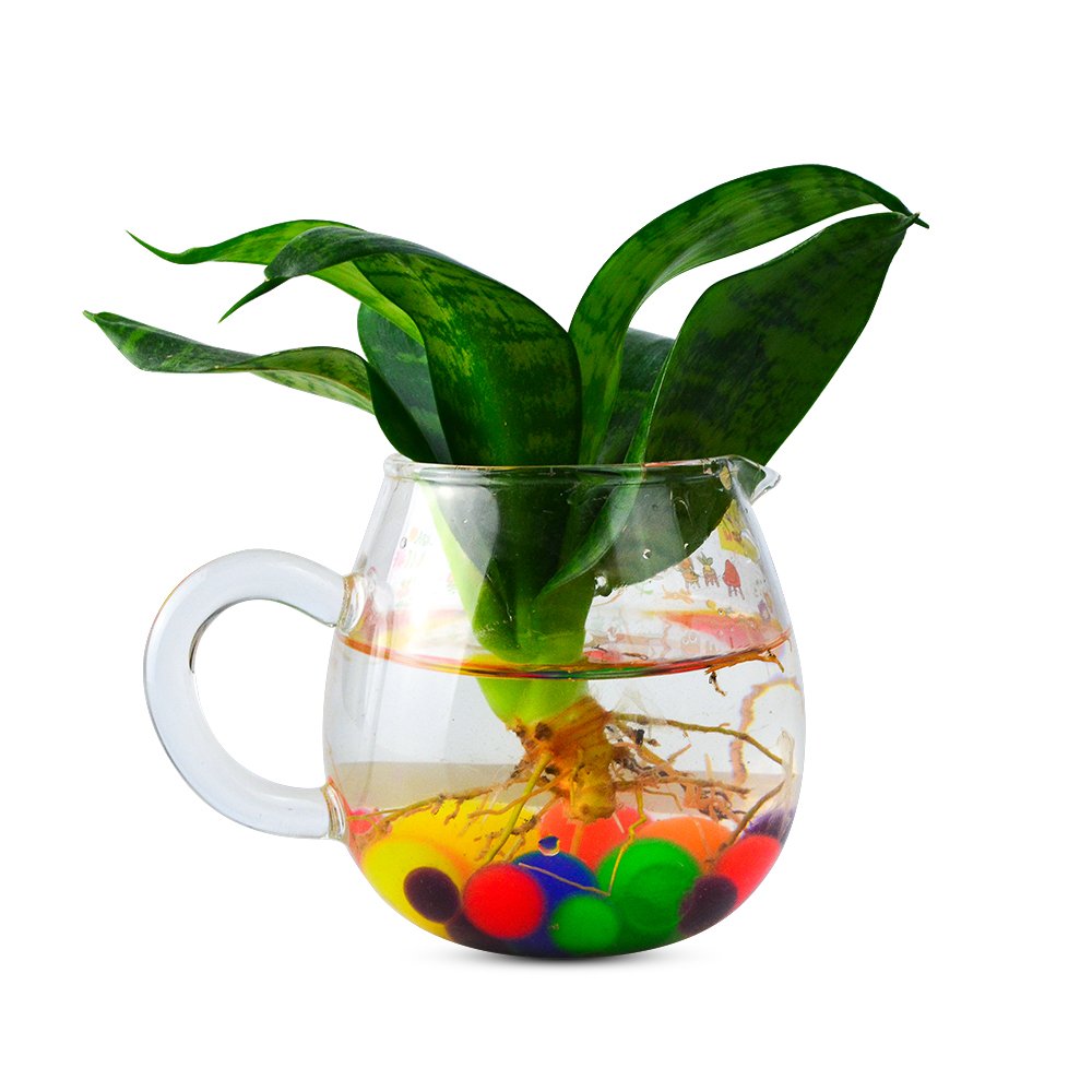 cnomg 300pcs Large Water Gel Beads, Water Beads Water Jelly Pearls Rainbow Mix for Kids Playing, Wedding Home Decoration, Plants Vase Filler