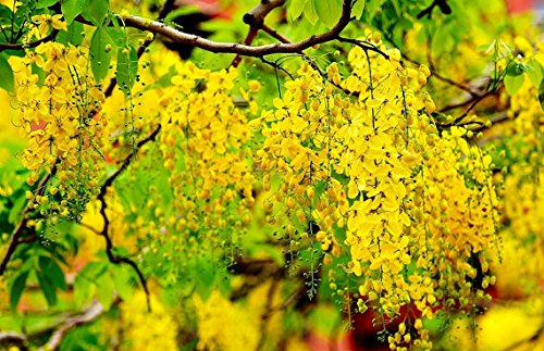 CSNCH 30 Seeds Cassia Fistula Golden Shower Tree Tropical Bonsai Bright Yellow Flower- Buy Online in Brunei at brunei.desertcart.com. ProductId : 99921559. CSNCH 30 Seeds Cassia Fistula Golden Shower Tree Tropical Bonsai Bright Yellow Flower- Buy Online in Brunei at brunei.desertcart.com. ProductId : 99921559.