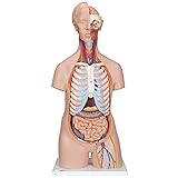 3B Scientific B11 Plastic 16 Part Classic Unisex