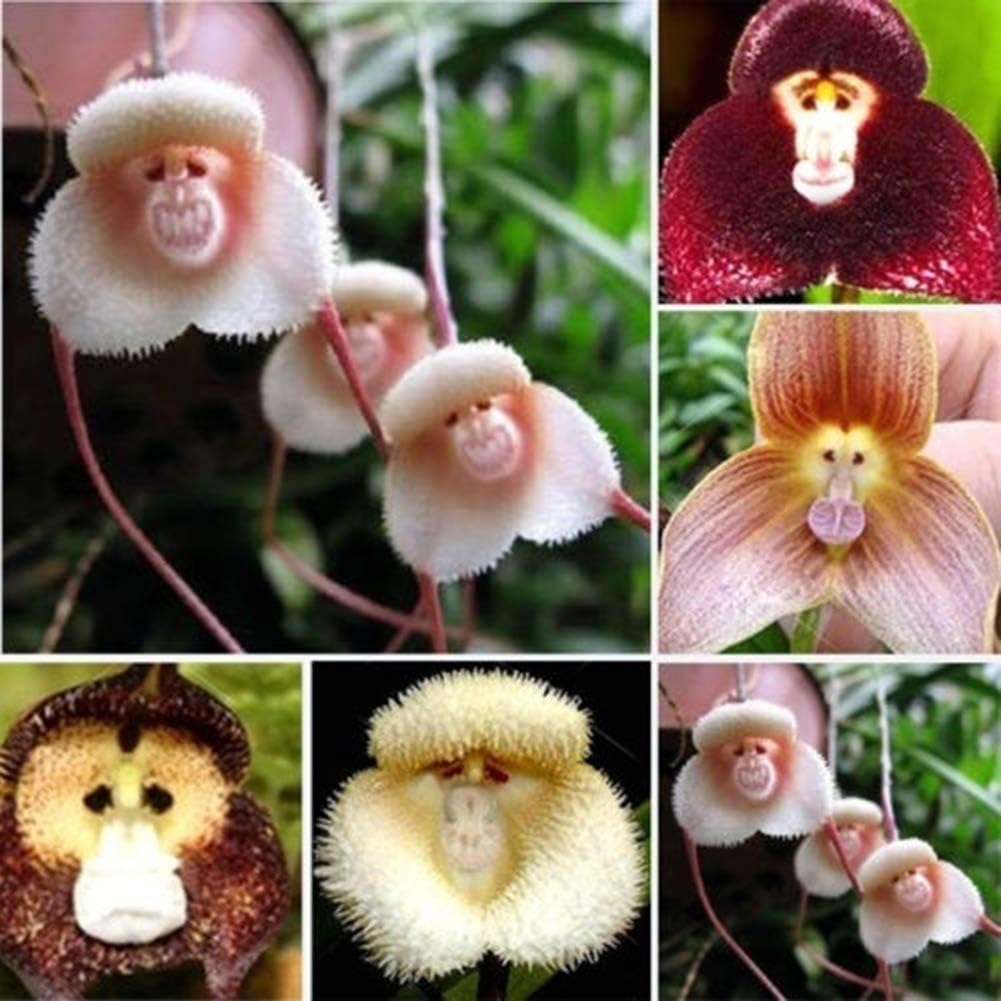 junshi11 100/200Pcs Adorable Monkey Face Orchid Seeds Flower Bonsai Easily Grow,Annual Temperate Planting,Indoor Outdoor Decoration Garden Gifts 200pcs