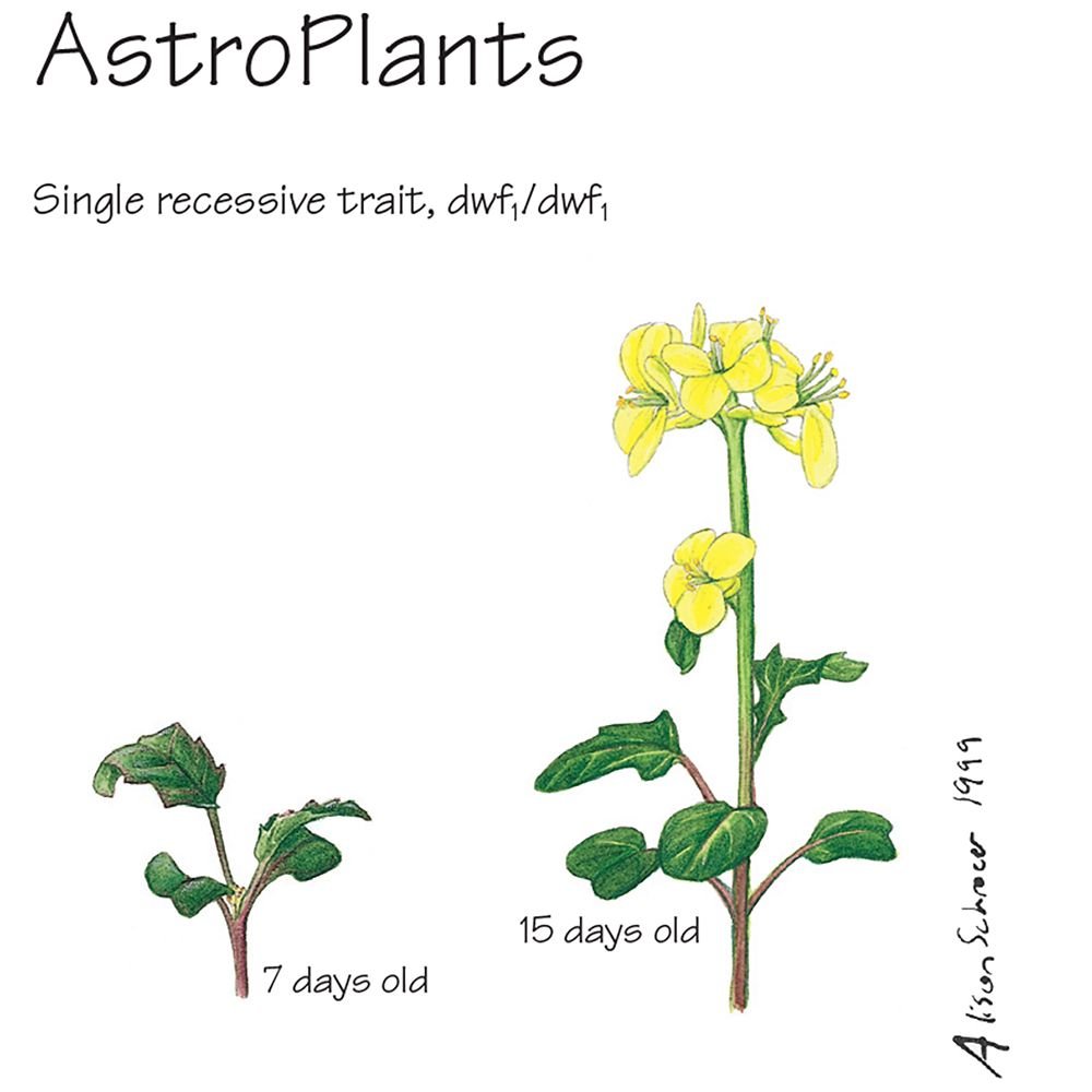 Amazon Com Brassica Rapa Wisconsin Fast Plants Astroplants Seed Pack Of 200 Industrial Scientific