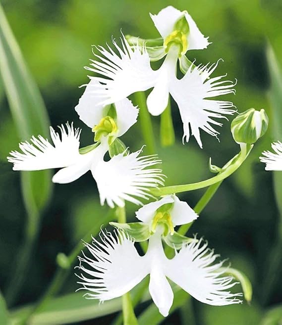 100x Phalaenopsis Orchideen Samen - Blumensamen Für Zimmer & Balkon