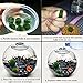 Luffy My First pet Plant Nano Marimo Moss Ball - Fun, Bright and Fluffy - Introduction to Green World - for Educational, DIY Projects - Instigate Natural Learning Habitat