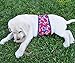 PlayaPup Reusable/Washable Male Dog Belly Bands