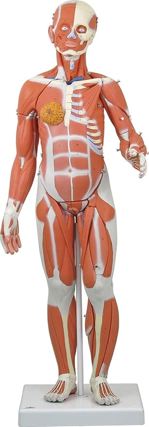 Amazon 筋肉解剖 1 2倍大 21分解モデル 女性 3b Scientific 3b Scientific 人体模型