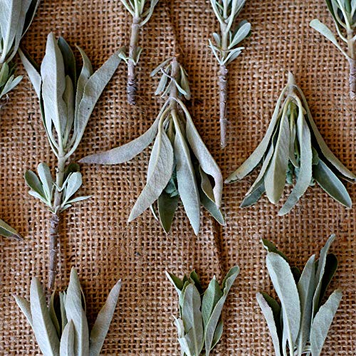 Picki-Nicki-Sage-Smudge-Stick-Bundle-for-Burning-Smudging-and-Spiritual-Incense