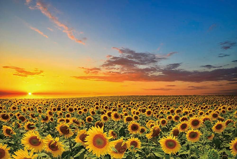 Scenery Puzzle, Landscape Puzzles 1000 Piece Puzzles Jigsaw Puzzles for Kids and Adults, Advanced Players, Family Entertainment Educational Puzzle (Sunflower)