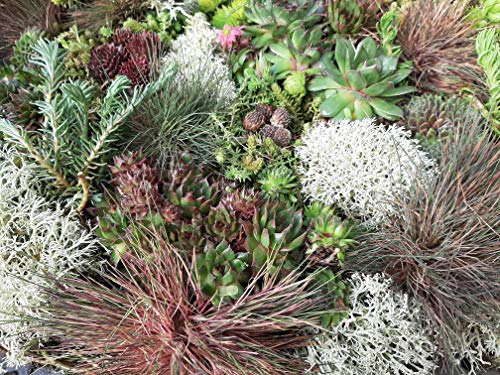 Wunderschöner Steingarten-Stauden-Mix 10 Stück im Topf Sempervivum