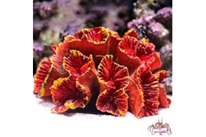 Danmu 1Pc of Polyresin Coral Ornament, Aquarium Coral Decor 3 1/10" x 2 1/3" x 1 9/10" for Fish Tank Aquarium Decoration