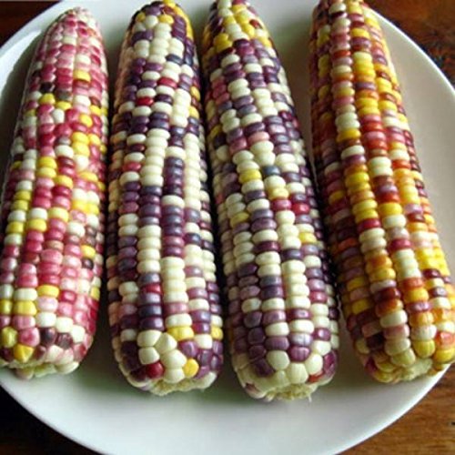 Corn Seeds 20g Glass Gem Corn Sweet Giant Waxy Sticky Corn Survival