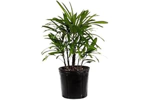 American Plant Exchange Lady Palm – 10-Inch Pot – Live Easy Care Indoor Houseplant, Air-Purifying, Low-Light Tropical Palm for Home, Office, Apartment, and Indoor Décor