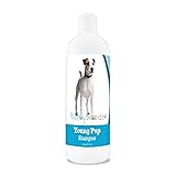 Healthy Breeds Parson Russell Terrier Young Pup