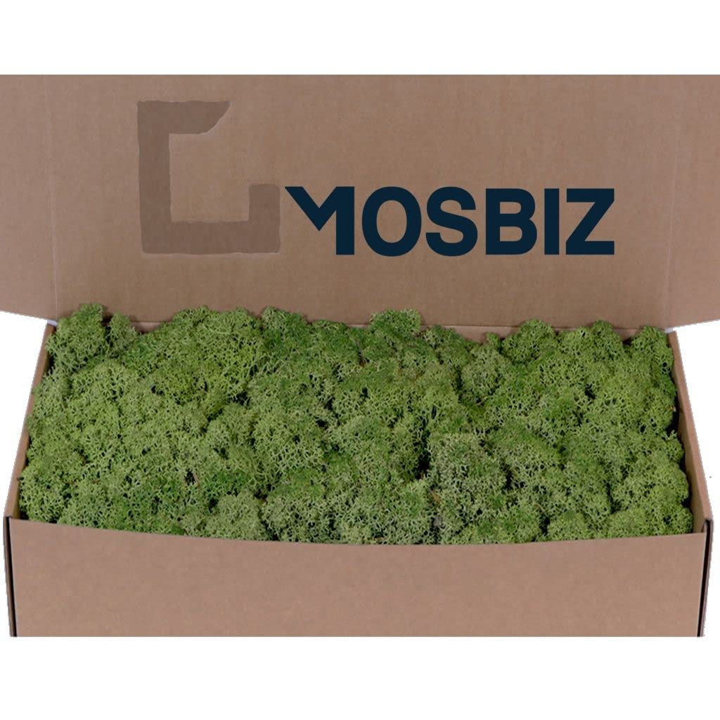 Lino Iceland Moss 500 g Reindeer Moss Rendier Moss Decorative Moss Craft Moss (Medium Green)