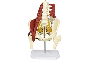 UZIAH Lumbar Spine Bone Model, Female Pelvis Model, Medical Science with Pelvic Floor Muscle Anatomy Model Life Size Adult Skeleton Anatomical Model