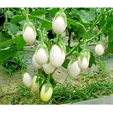 30PCS White Egg Eggplant Seeds Non-GMO High Yield Vegetable Seeds Heirloom