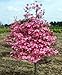 *EXOTIC*10 RED DOGWOOD TREE SEEDS #1193B**