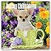Teacup Chihuahuas 2018 Calendar