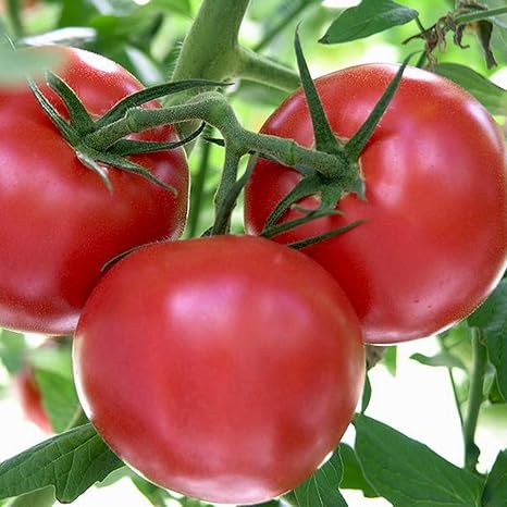 Amazon フルーツトマトの苗 トマト苗 9cmポット自根苗 4個セット 新感覚 甘さ抜群 フルーツ感覚の中玉フルーツトマト 糖度が上がりやすく糖度は8 10度にもなる 糖度は育て方や季節により変化します 比較的低温期から安定着果し 真夏まで開花結実しやすく育て