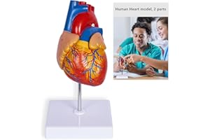 breesky Scientific Human Heart Model 2-Part Life Size Human Heart Replica Color Printed Held Together with Magnets Scientific