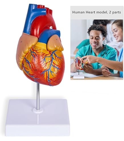 Anatomical Medical Torso Model 32 Parts, 33.5" Life Size Model With Removable Brain(8 Parts) And Heart For Class/Students, Teaching Supplies
