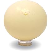 American Ostrich Farms | Ostrich Eggshell, X-Large, Imperfect | Authentic Decorative Shell Laid in USA