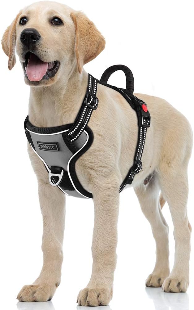 dog dog harness