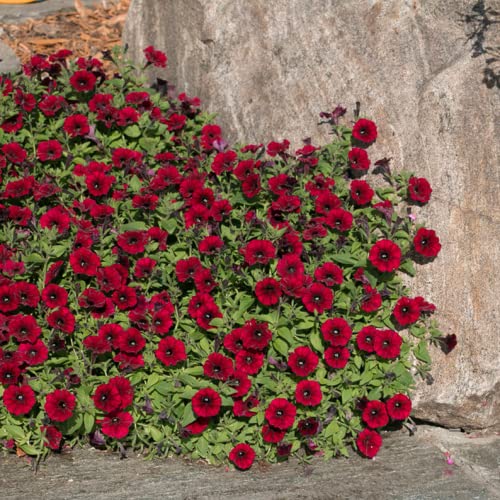 CHUXAY GARDEN Supertunia Black Cherry Petunia Seed 5 Seeds Bright