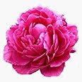 Pink Peony Sticker Decal Vinyl Bumper Sticker Decal Waterproof 5"